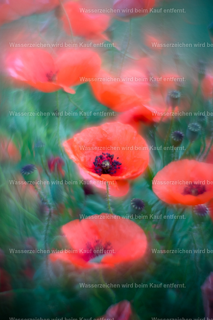 Fokussiere dich | Die Botschaft zum Bild lautet: Fokussiere dich, erde dich. Setze den Fokus im Hier und Jetzt in deiner Mitte. Stärke dein Wurzelchakra mit diesem Bild und finde so deinen Fokus.