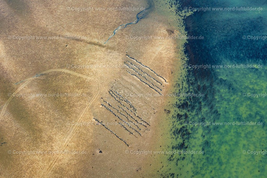 Sylt_List_Wattenmeer_Austernzucht_Sylter_Royal_Dittmeyers_Austernzucht_Companie_ELS_8939130825 | LIST 13.08.2025 Wattenmeer der Nordsee- Küste mit Austern-Zucht-Bänken "Sylter Royal" in List im Bundesland Schleswig-Holstein, Deutschland. Weiterführende Informationen bei: Dittmeyer's Austern-Compagnie GmbH. // Wadden Sea of the North Sea coast with oyster breeding banks "Sylter Royal" in List in the federal state of Schleswig-Holstein, Germany. Further information at: Dittmeyer's Austern-Compagnie GmbH. Foto: Martin Elsen