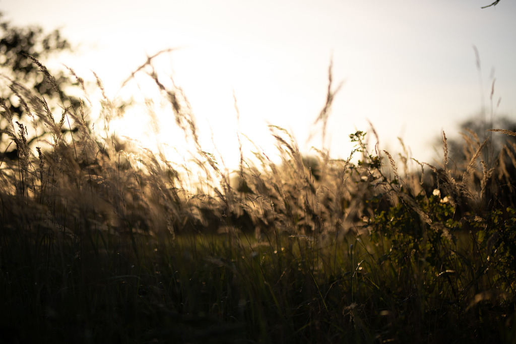 IMG_4774 | ehrlichefotos - Realisiert mit Pictrs.com