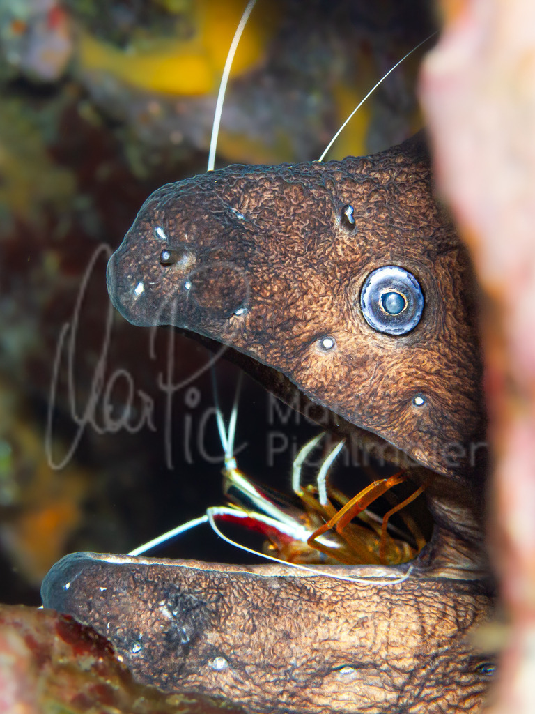 Gymnothorax unicolor, Lysmata amboinensis | Braune Muräne, Weissband-Putzergarnele - Realisiert mit Pictrs.com