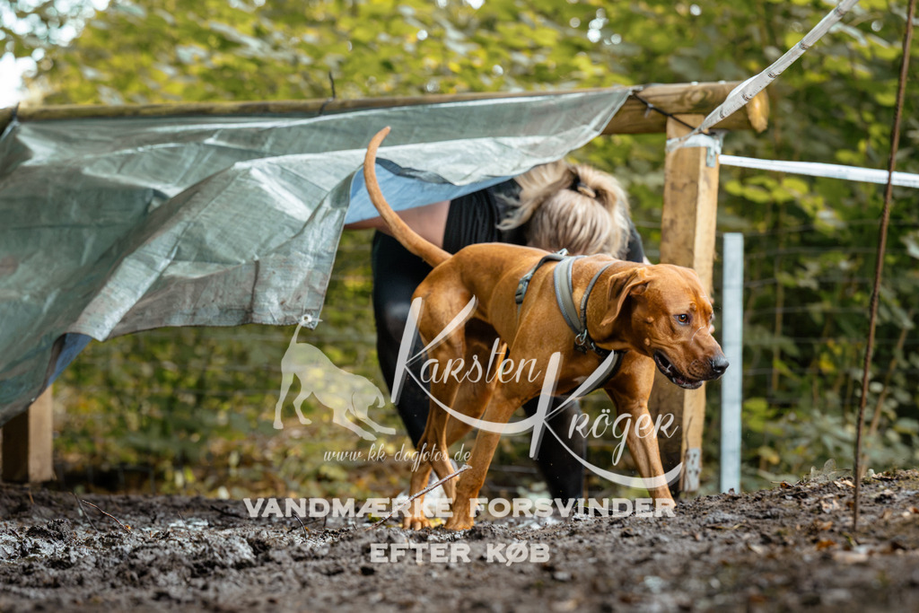1426DZ6_2076Z6 | kk-dogfotos