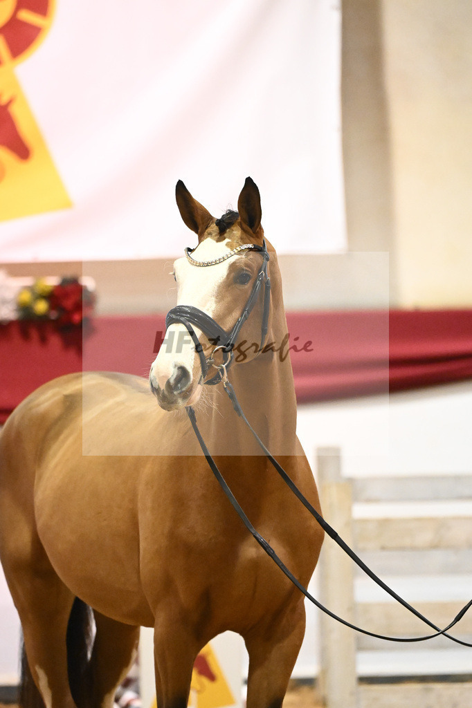 Kat-Nr. 20 Der Terminator RR x Balou du Rouet_Eichler_43231209 | hf-fotografie - Realisiert mit Pictrs.com