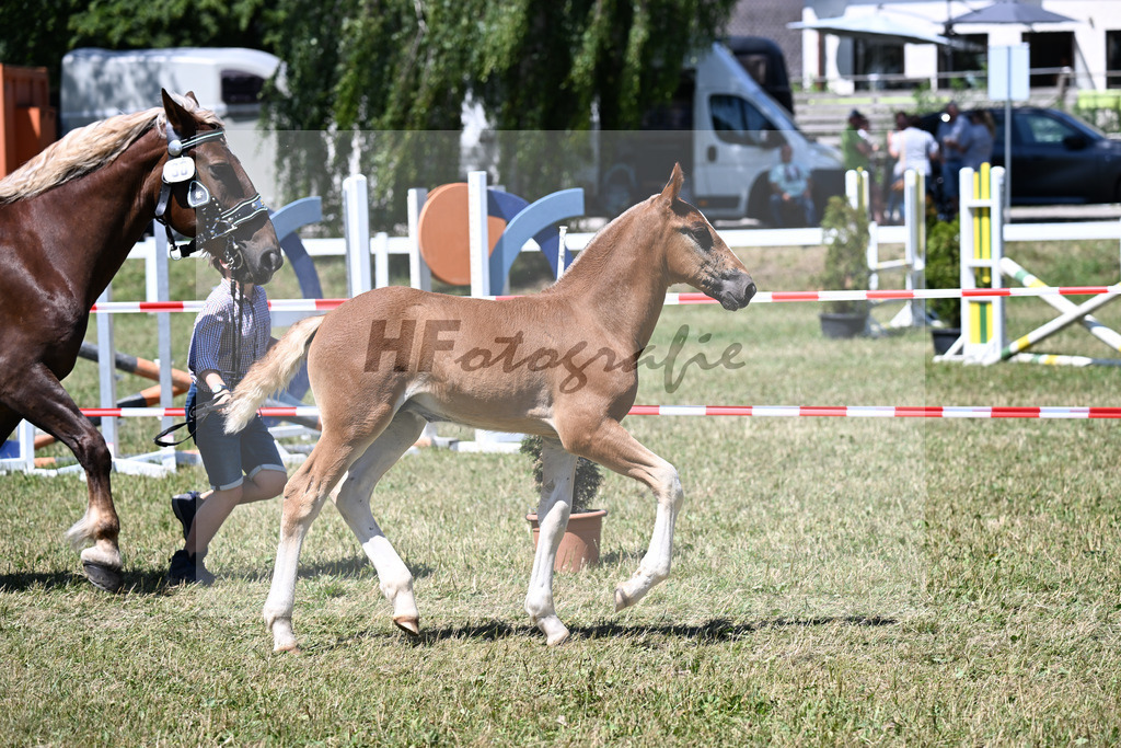 Kat-Nr. 30 HF v. Valegro x Vivaldi_Lamecker_22250693 | hf-fotografie - Realizzato con Pictrs.com
