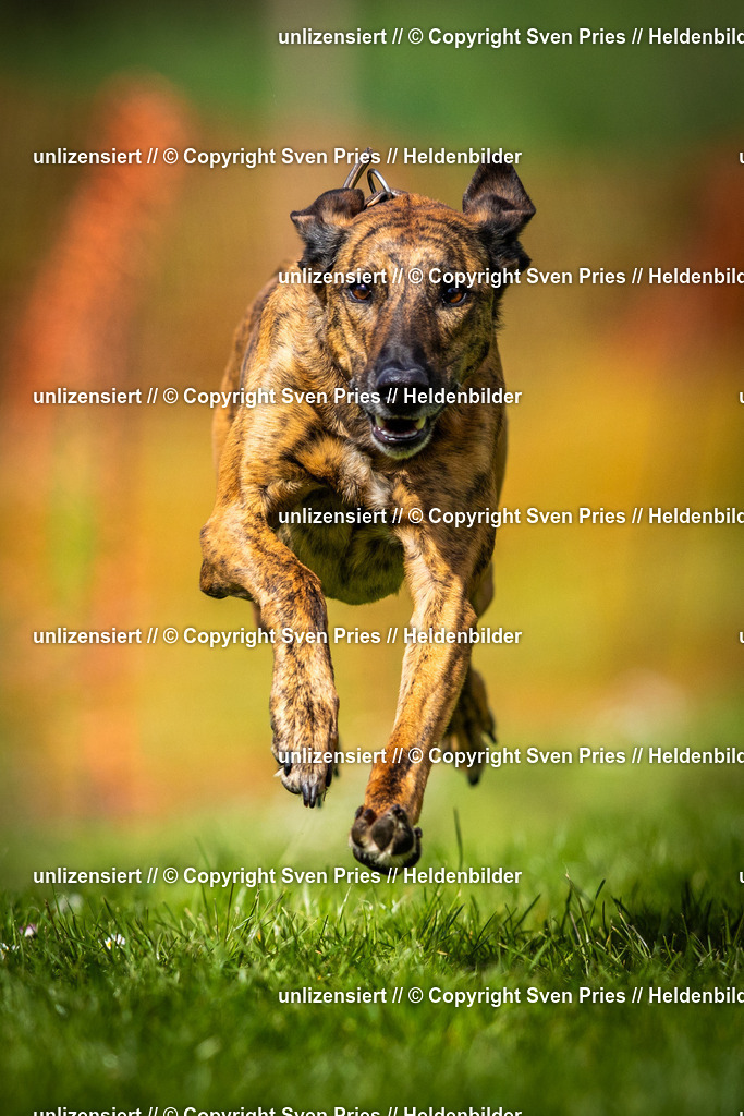 Sven Pries | 2025-04-13 - Hunderennen Baden-Baden - Realisiert mit Pictrs.com