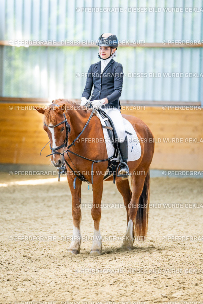 DSC03061 | Pferdegrafie