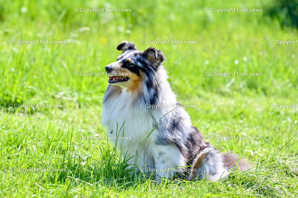 Hunde_ Shelties_ 26.05.2023-31 | 26.05.2023, Povazska Bystrica, SVK, Hund, Hunde, im Bild Dog, Hund, Sheltie, Shetland Sheepdog

Bakari, Iris, Arrigo, Ashley, Amy, Abbey