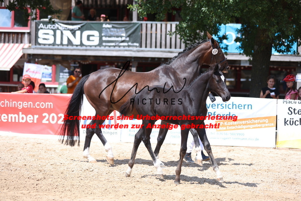 Fohlenschau_Schwäbisch_Hall_springbetonte_Fohlen_KN 34_13 | lmwpictures - Realisiert mit Pictrs.com