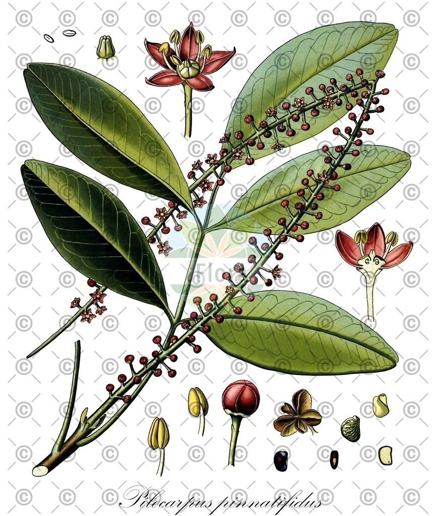 HistAbb_wfo-0000273357_1_ENZY_Simple | Historische Abbildung von Pilocarpus pinnatifidus - | Historical Illustration of Pilocarpus pinnatifidus - 
