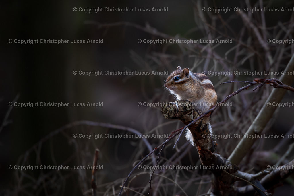 02 - Februar | bildkomponist - Realisiert mit Pictrs.com