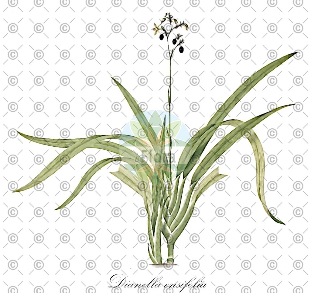 HistAbb_wfo-0000642978_1_ENZY_Simple | Historische Abbildung von Dianella ensifolia - Asphodelaceae | Historical Illustration of Dianella ensifolia - Asphodelaceae (cerulean flax-lily)