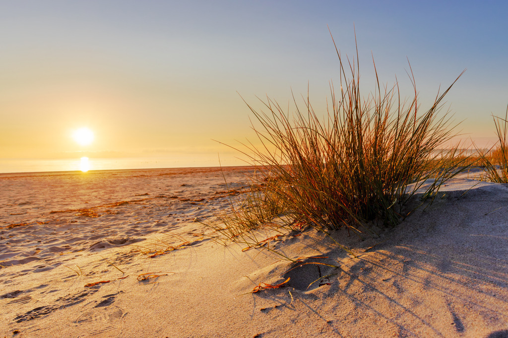 Wandbild: Strandgras im Licht der aufgehenden Sonne | Dieses Wandbild im Querformat zeigt den Sandstrand in Kronsgaard an der Flensburger Förde im Licht der aufgehenden Sonne. Auf der rechten Seite befindet sich Strandhafer, der durch das morgendliche Licht schön angeleuchtet wird.  - Realisiert mit Pictrs.com