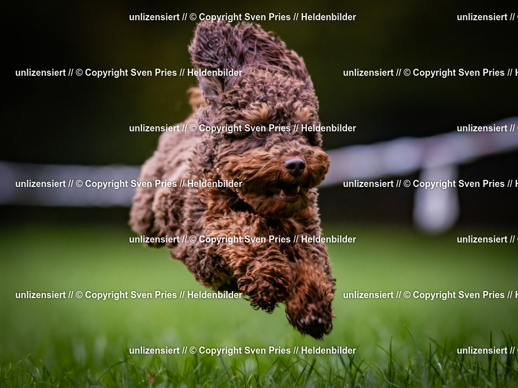 Sven Pries | 2024-10-19 - Hunderennen Ober-Grombach - Realisiert mit Pictrs.com