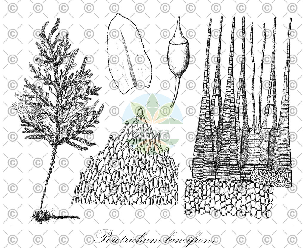 HistAbb_wfo-0000281022_2_ENZY_Simple | Historische Abbildung von Porotrichum lancifrons - Neckeraceae | Historical Illustration of Porotrichum lancifrons - Neckeraceae