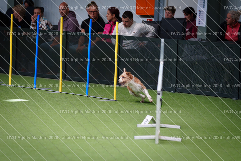 allesWIRTHgut_Tierfotografie-DVG_Agility_Masters_2026-11_21-7R505690 | Professionelle Tierfotografie in Mönchengladbach von Daniel Wirth (allesWIRTHgut). Liebevolle & natürliche Bilder von Hunden & Katzen für unvergessliche Erinnerungen.