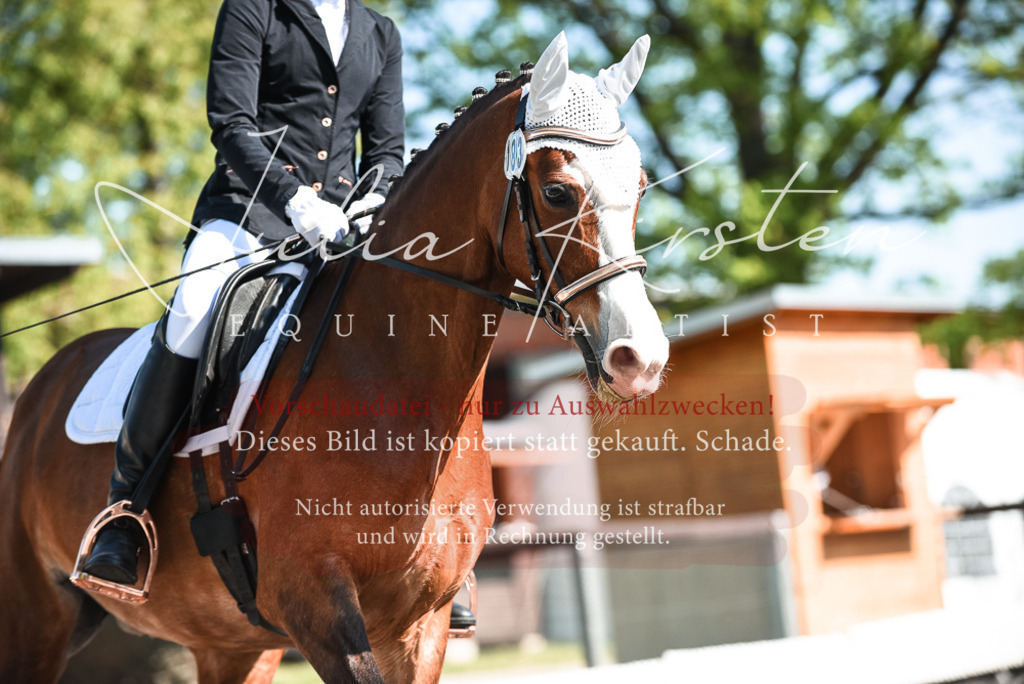 DSC_8715 | Pferde- und Turnierfotografie in Westsachsen. Pferdeportraits, Auftragszeichnungen und intuitive Kunst.