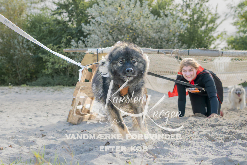 1242_ZZ92631 | kk-dogfotos