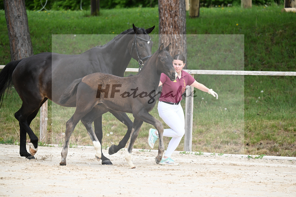 Kat-Nr. 1 HF Secret x San Muscadet_Holmer-Rattenhuber_24260034 | hf-fotografie - Realisiert mit Pictrs.com