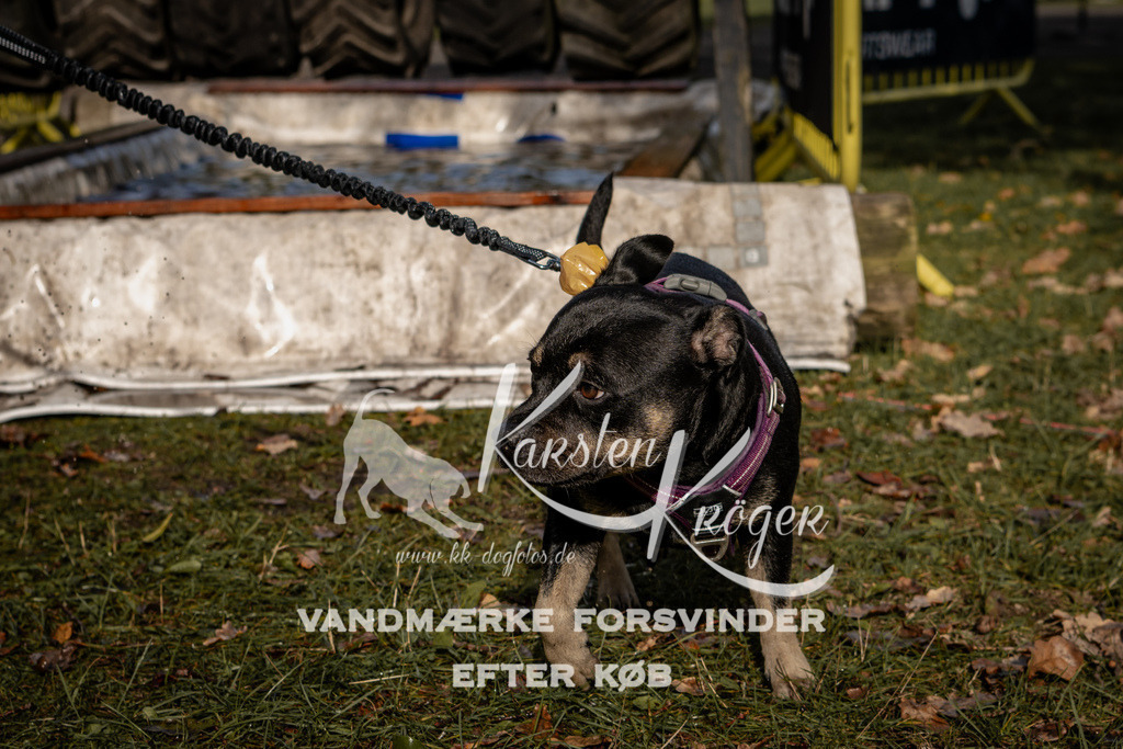 1326_ZZ92617 | kk-dogfotos