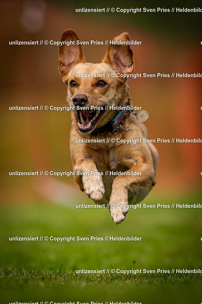 Sven Pries | 2024-09-22 - Hunderennen Baden-BadenPudelverein - Realisiert mit Pictrs.com