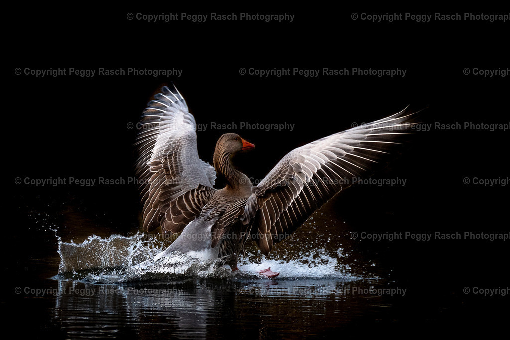 Specials | PeggyRaschPhotography - Realisiert mit Pictrs.com