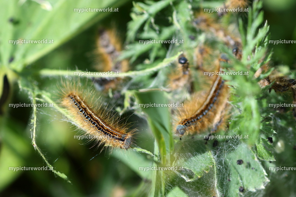 Malacosoma neustria-016 | Das Bilderarchiv über Tiere, Planzen und Landschaften. In der Bilddatenbank finden Sie ein große Auswahl an hochwertigen Bilder für Ihre Werbung - Realized with Pictrs.com