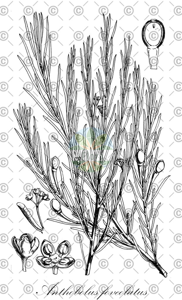 HistAbb_wfo-0001019323_1_ENZY_Simple | Historische Abbildung von Anthobolus foveolatus - Opiliaceae | Historical Illustration of Anthobolus foveolatus - Opiliaceae