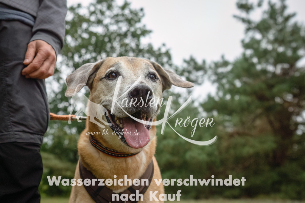 0945_ZZ90891-Bearbeitet | kk-dogfotos