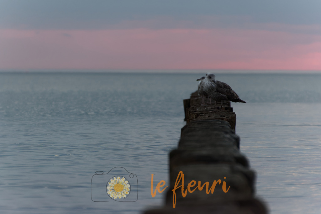 DSC_0405-NEF_DxO_PRIME | Dies ist der Shop von Florian Blum - le fleuri. Langenthal, Bern, Schweiz. Sie können hier meine oder ihre eigenen Fotos als Fotoprodukte kaufen. Tassen, Schlüsselanhänger, Taschen etc. können Sie hier gestalten.  - Realisiert mit Pictrs.com