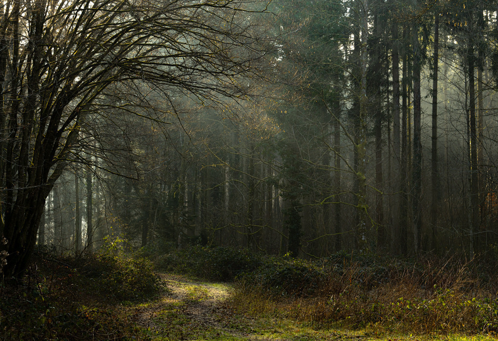 Waldatmosphäre #2 | Die heimischen Wälder nutze ich oft für einen kleinen Spaziergang. An diesem Morgen faszinierte mich die Atmosphäre besonders. - Realisiert mit Pictrs.com