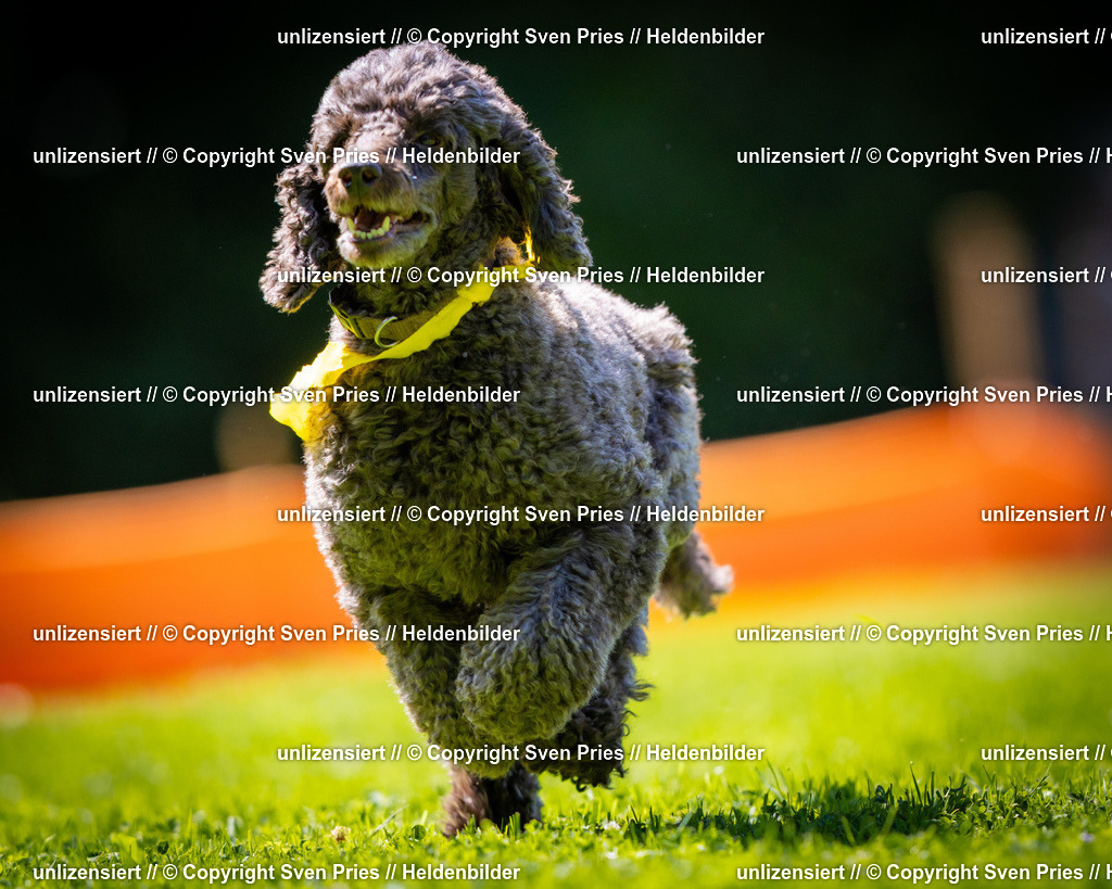 Sven Pries | 2025-08-10 - Hunderennen Durlach - Realisiert mit Pictrs.com