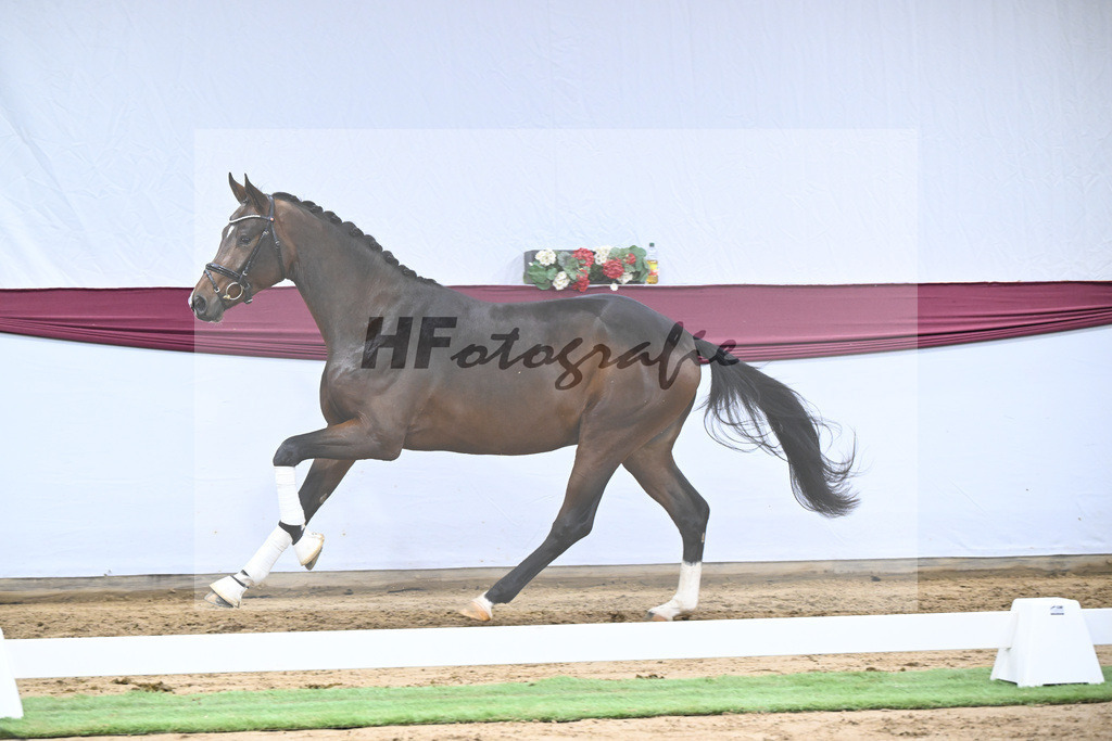 Kat-Nr. 47 Taurus x Floriscount_Thomas Casper u Horst Eulich_47251678 | hf-fotografie - Realisiert mit Pictrs.com