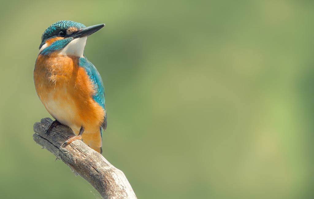 _DSC3735 | die schönsten Bilder aus Wald und Wiese, sowie Streifzüge durch den Garten mit der gesamten Blumen & Insektenwelt.   - Realisiert mit Pictrs.com