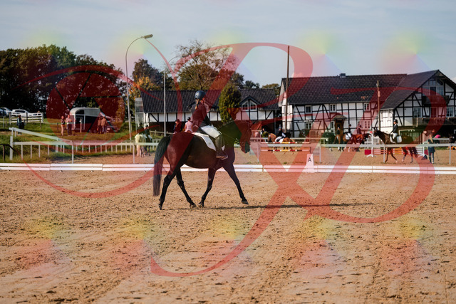 2026_10_03_Siefer-Hof_121431_Z63_39706226 | Professionelle Reitsport-, Turnier- und Eventfotografie von Robert Broda. Galerien mit ausgewählten und bearbeiteten Bildern direkt online ansehen und bestellen.
