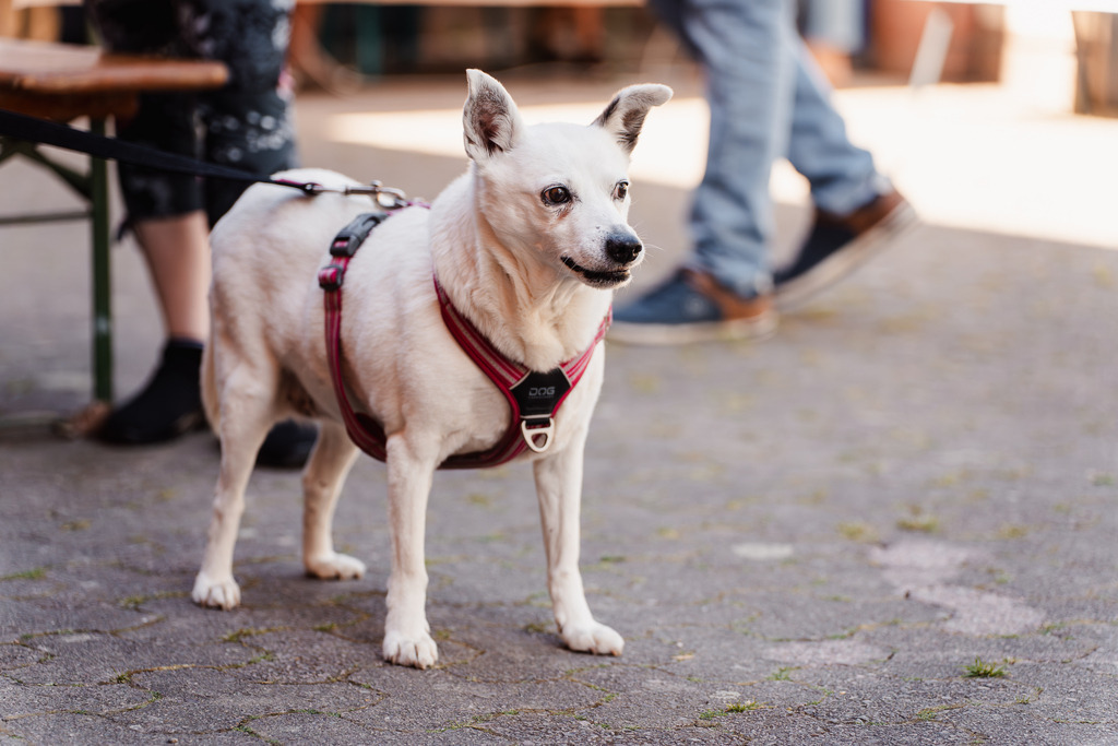 20260426-63 | MuT (Mensch und Tier) mit Mona - Fotografie und Tierkommunikation - Realisiert mit Pictrs.com