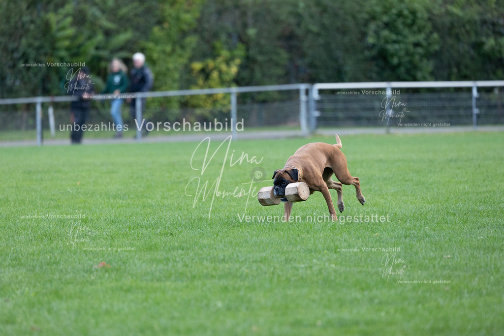 _16A4748 | Einzigartige Fotos von Hunden & Menschen –Actionfotos, Portraits, Vereinsaufnahmen & Paarshootings – authentisch, lebendig & mit Herz.