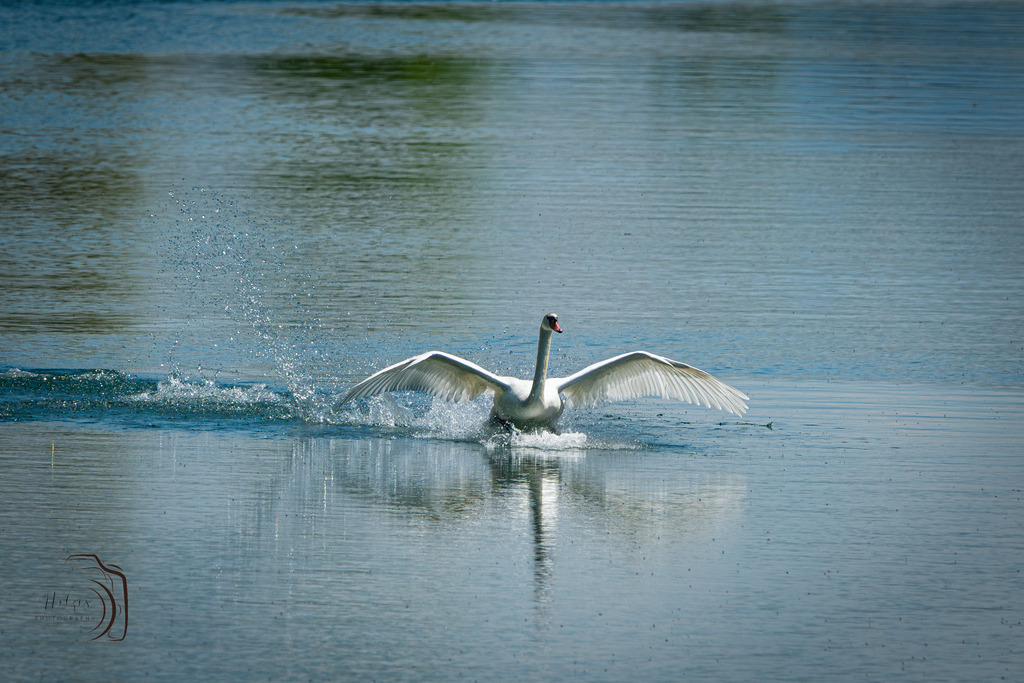 Schwingen der Leichtigkeit | Holzisphotography, Landschaftsfotografie, Wildlifefotogorafie - Realisiert mit Pictrs.com