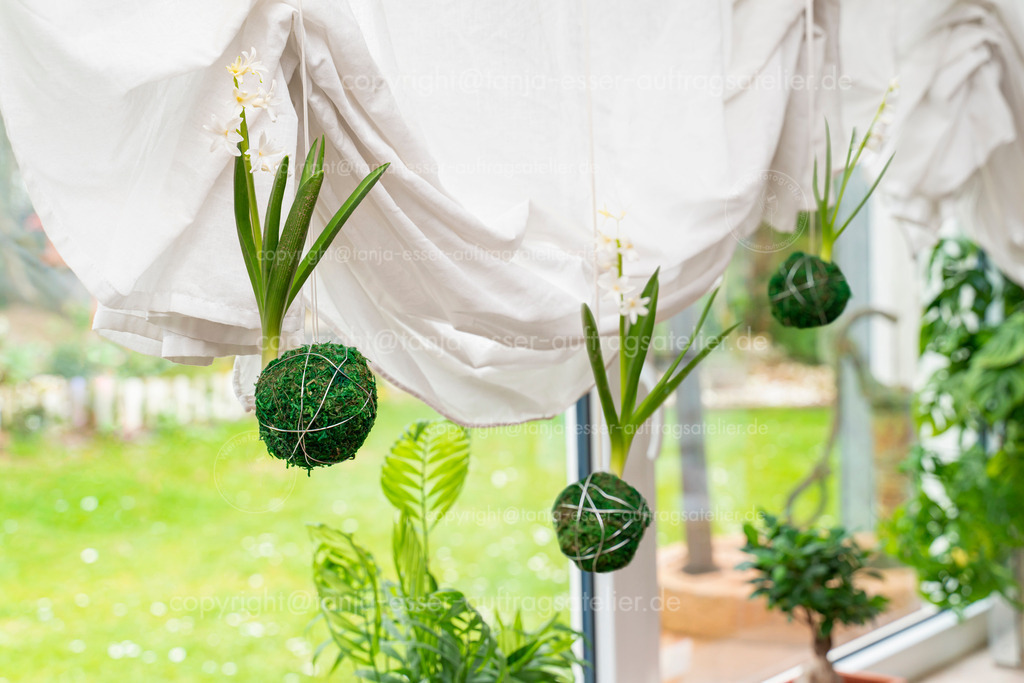Moos Bälle sind mit Hyazinthen bepflanzt. Sie hängen an weißen Schnüren an einem sonnigen Fenster. | Kokedama - Moosbälle hängen an einer Schnur vor einem Fenster mit Gardinen. Aus den Moosbällen kommen weiß blühende Hyazinthen. DJ Deko Trend aus Japan.