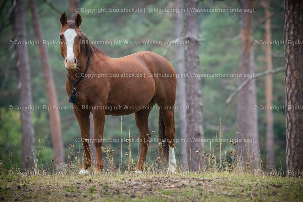 20151013_TOMsPiC_0286 | equistock