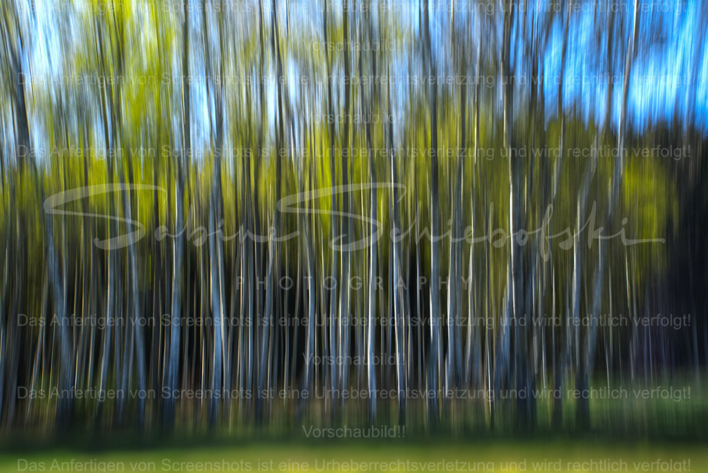 Birken im Frühling | Bewegte Birken im zarten Frühlingsgrün vor blauem Himmel - Realisiert mit Pictrs.com
