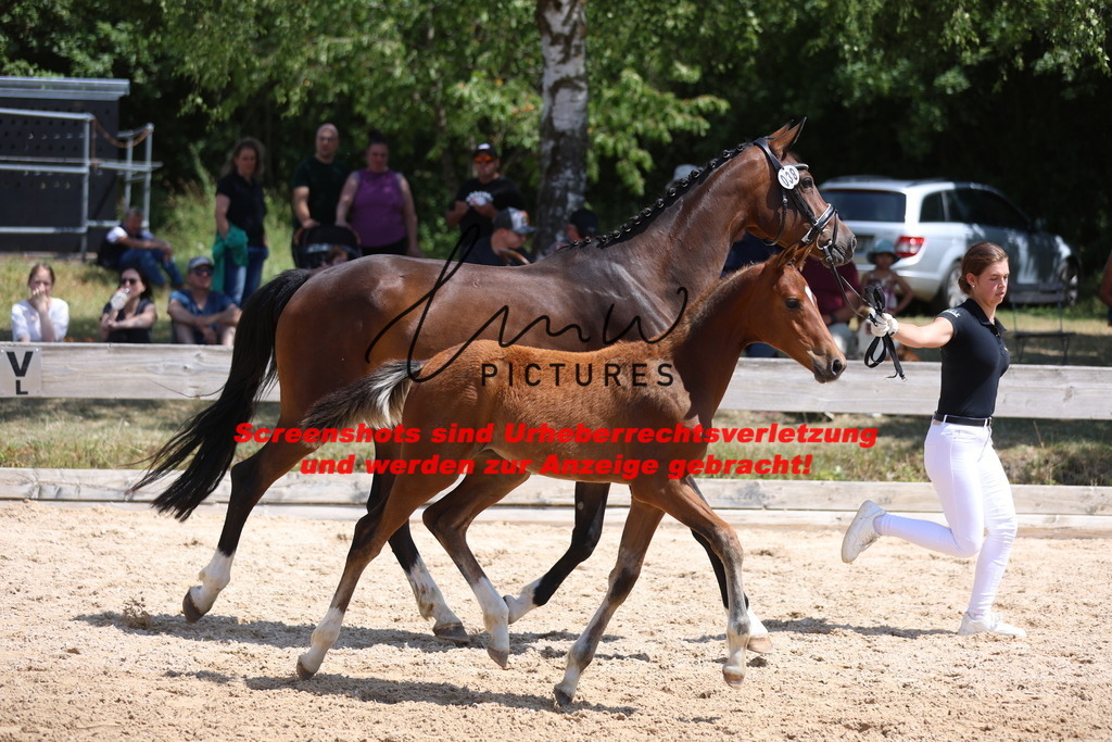 Fohlenschau_Schwäbisch_Hall_springbetonte_Fohlen_KN 38_11 | lmwpictures - Realisiert mit Pictrs.com