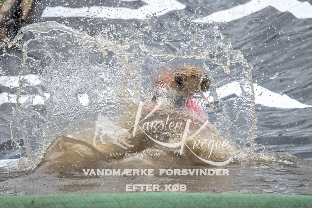 1525_ZZ93223 | kk-dogfotos