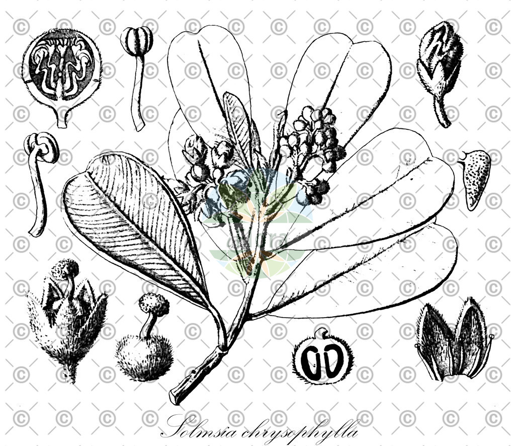 HistAbb_wfo-0001285516_1_ENZY_Simple | Historische Abbildung von Solmsia chrysophylla - Thymelaeaceae | Historical Illustration of Solmsia chrysophylla - Thymelaeaceae