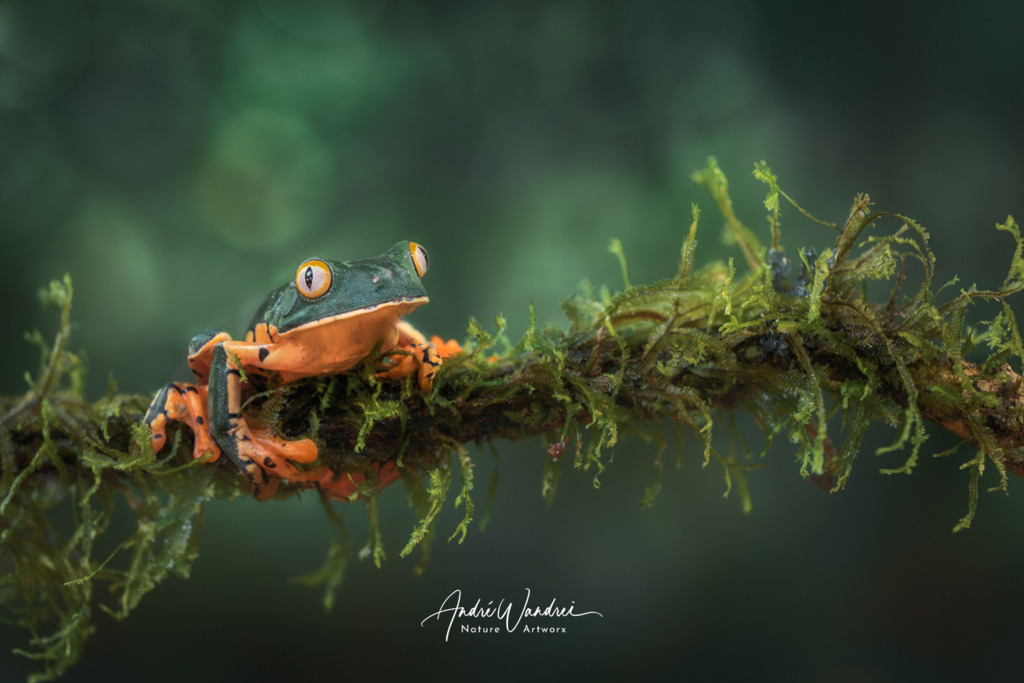 Bequemer Ausguck | Andre Wandrei - Nature Artworx - Realisiert mit Pictrs.com