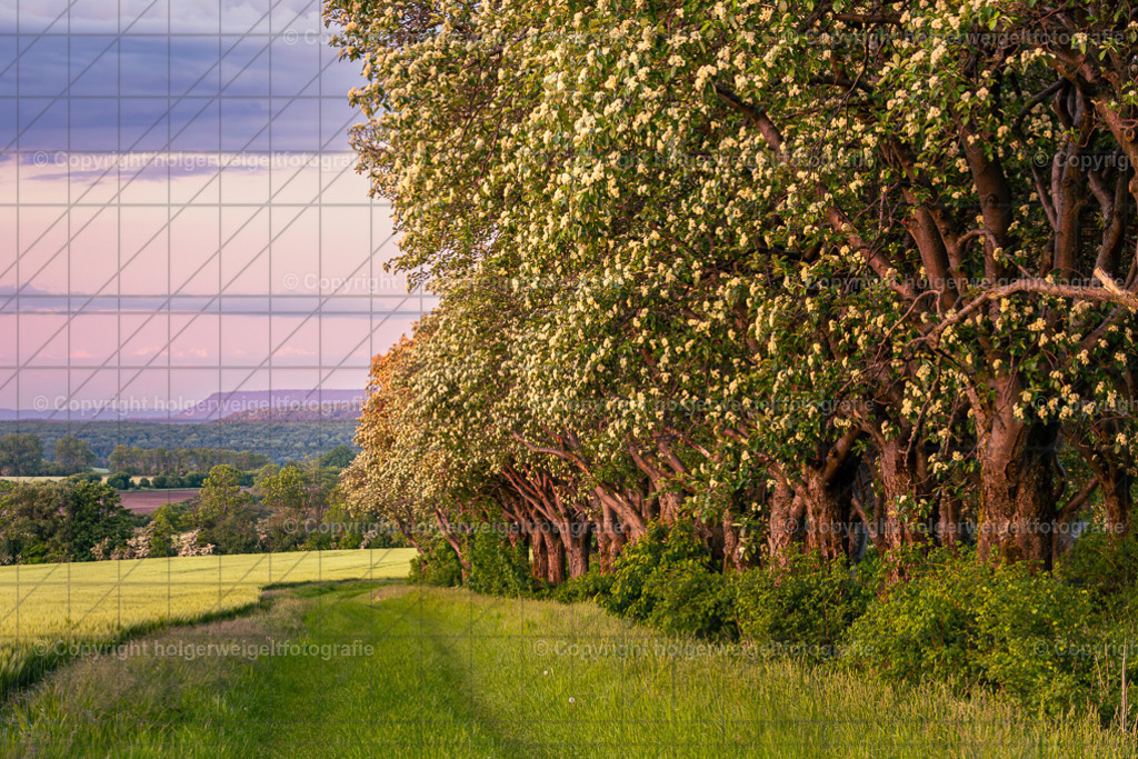 Abendstimmung an der Mehlbeerbaumallee | Kaufen sie online außergewöhnliche Fotografien auf Leinwand Acrylglas Fotoprint Aludibond von holgerweigeltfotografie - Realisiert mit Pictrs.com