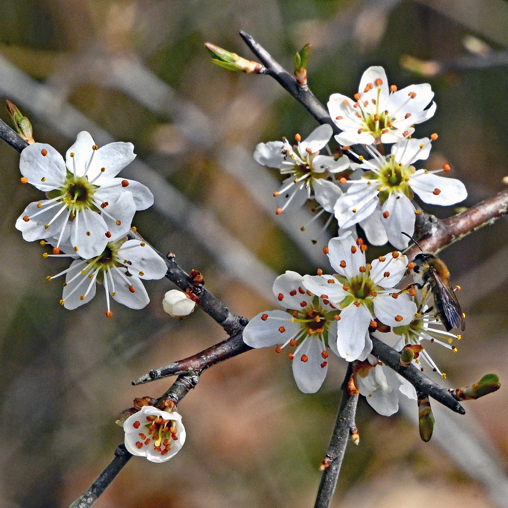Kirschblüte01q | lucisnaturbilder - Realisiert mit Pictrs.com