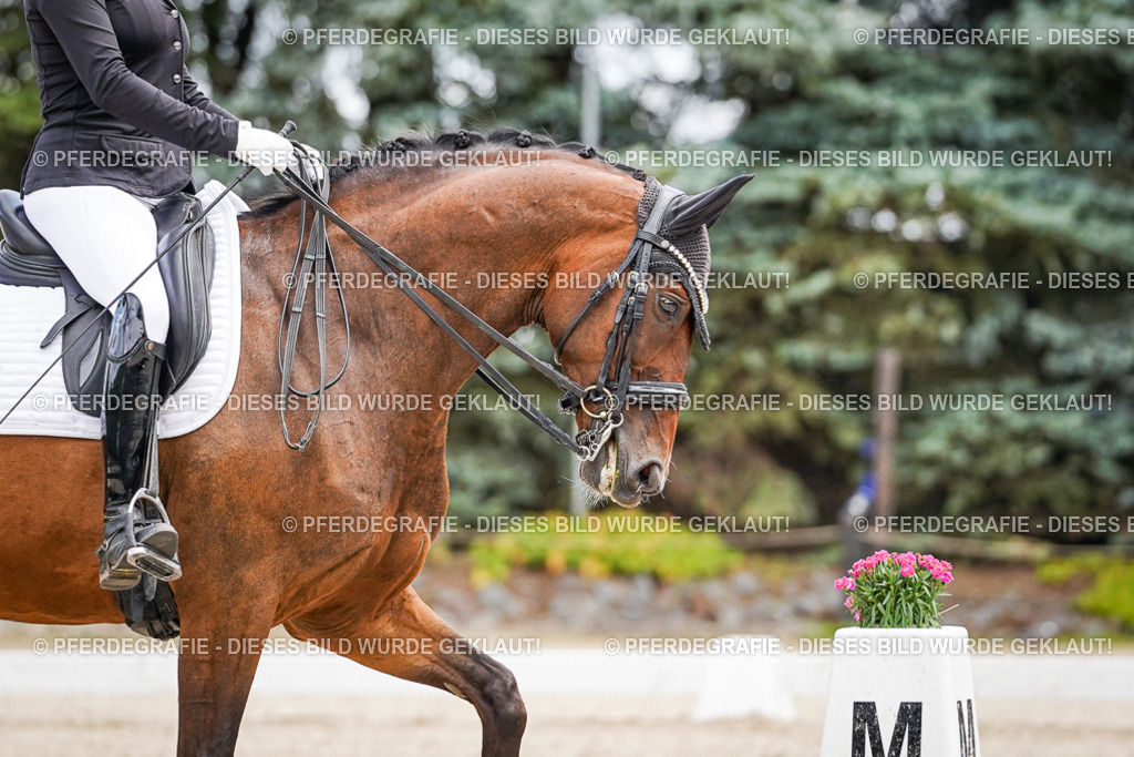 DSC02574 | Pferdegrafie