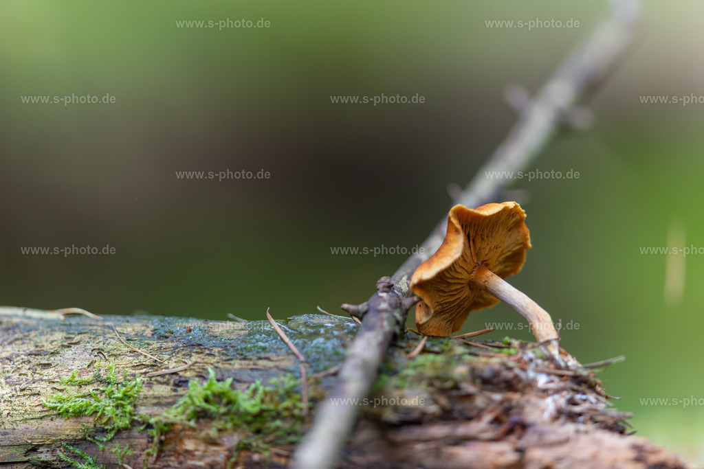 Pilz aus dem Baumstamm | schöne Pilzlandschaft - Realisiert mit Pictrs.com