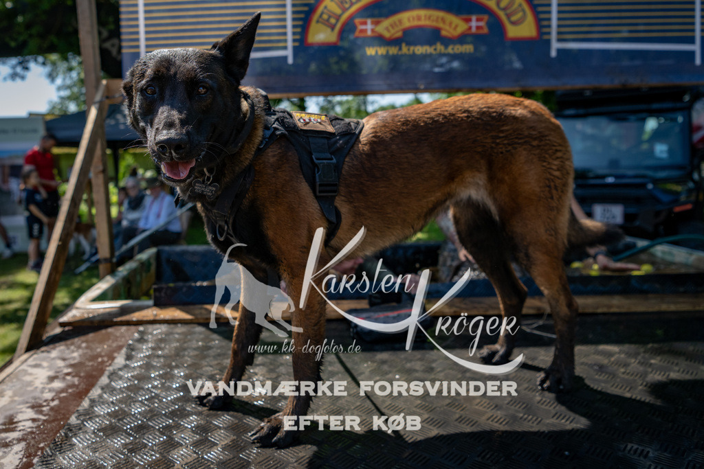 1319_ZZ91165 | kk-dogfotos