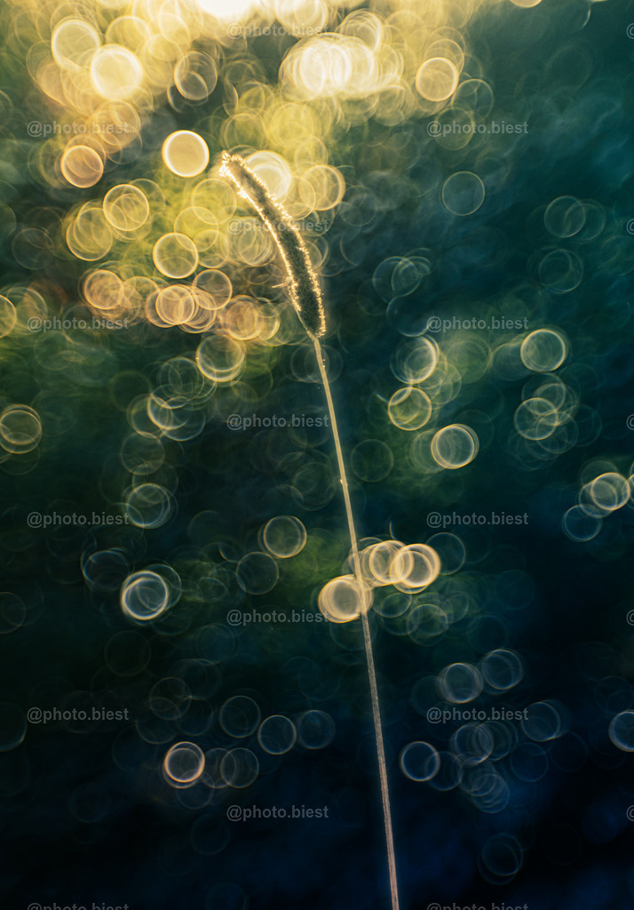 Natural Bubbles | Ein Grashalm. Hoch hinaus im Bubblehimmel. - Realisiert mit Pictrs.com