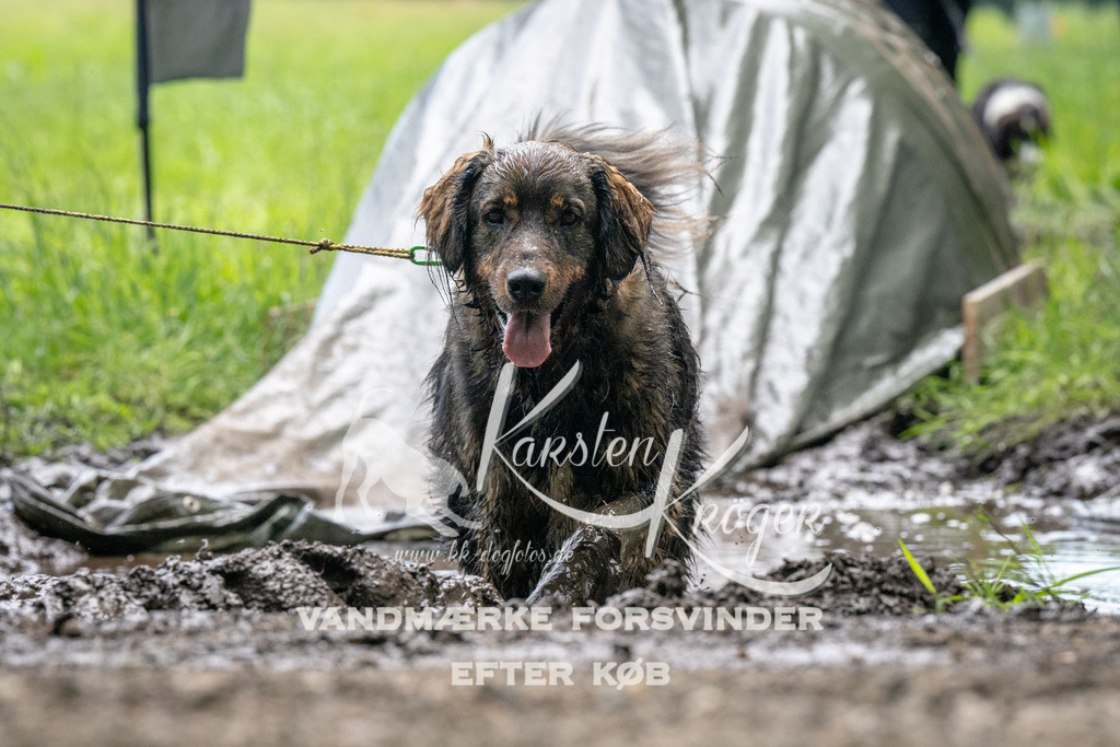 1124_ZZ92661 | kk-dogfotos